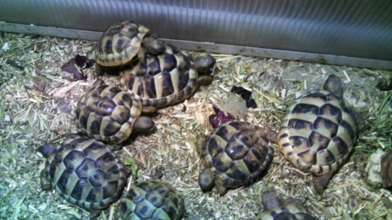 Griechische Landschildkröten