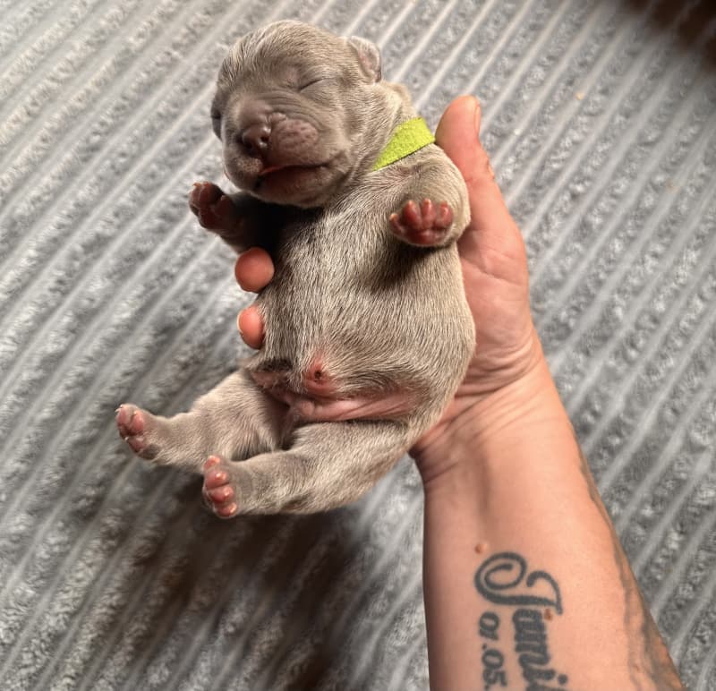 Französische Bulldogge Welpen Blue