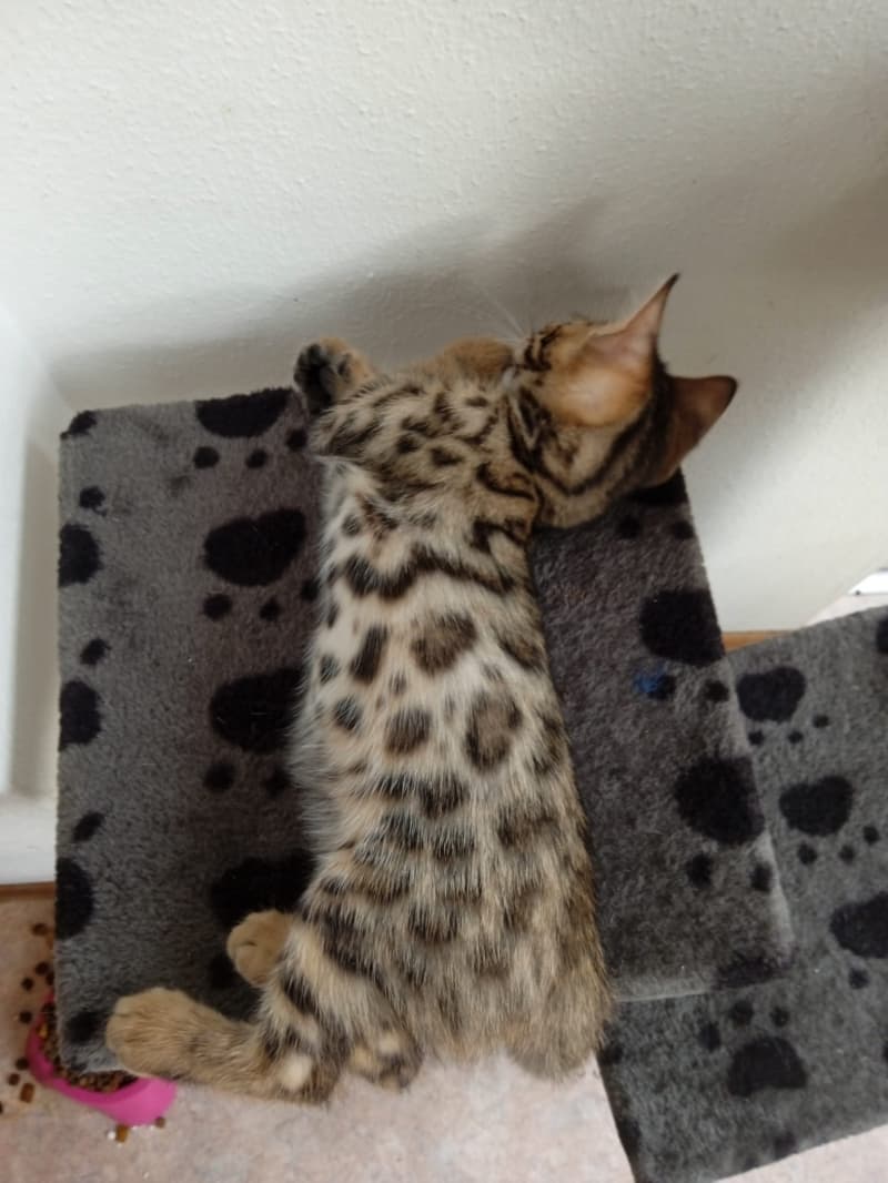 Bengal Kitten reinrassig F6