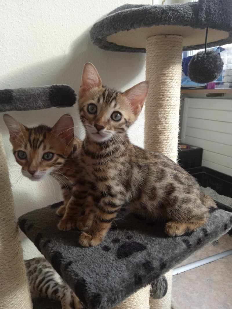 Bengal Kitten reinrassig F6