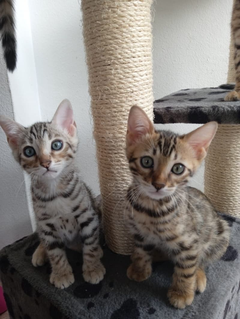 Bengal Kitten reinrassig F6