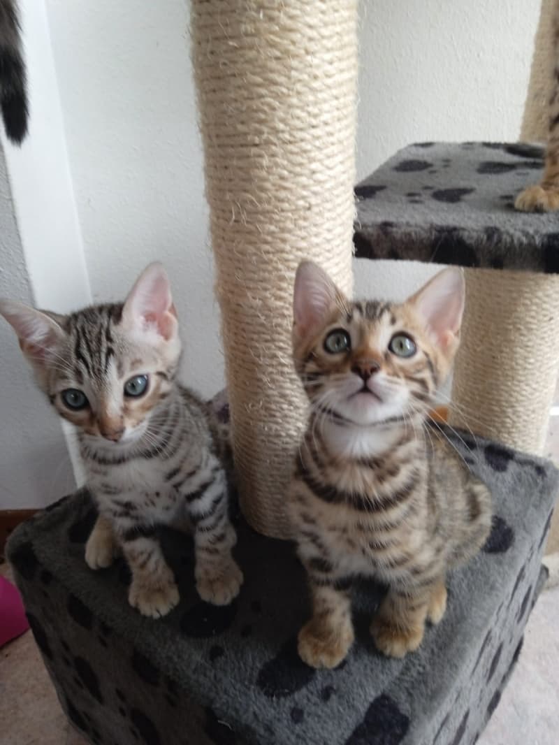 Bengal Kitten reinrassig F6