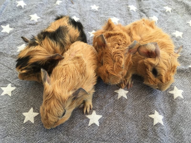 Luzerner Meerschweinchen
