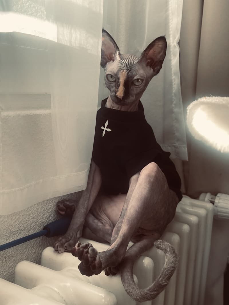 Sphynx Deckkater