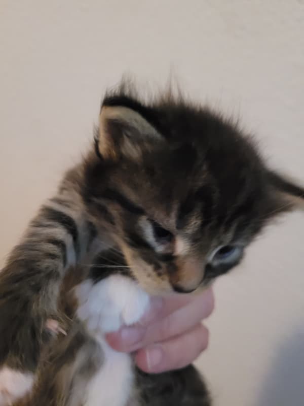 Reinrassige Maine Coon Kitten