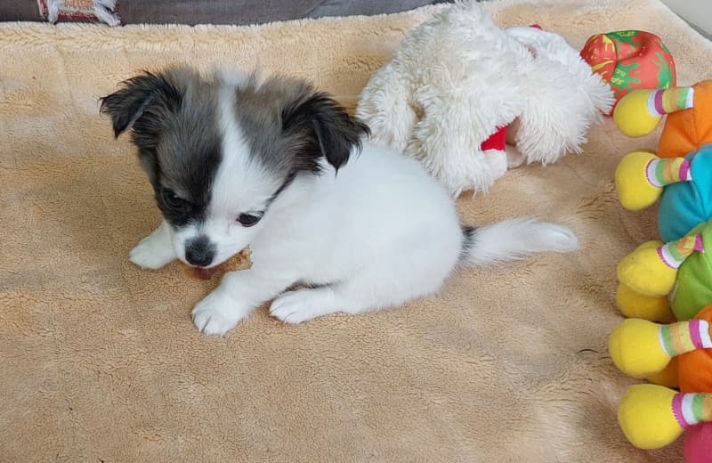 Sehr süsse Mini LH mädchen