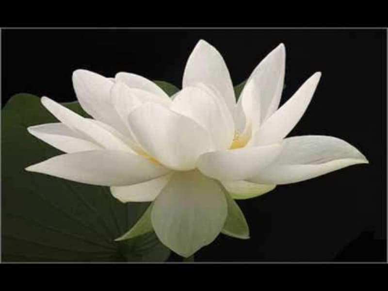 Wellness und Energie Massage