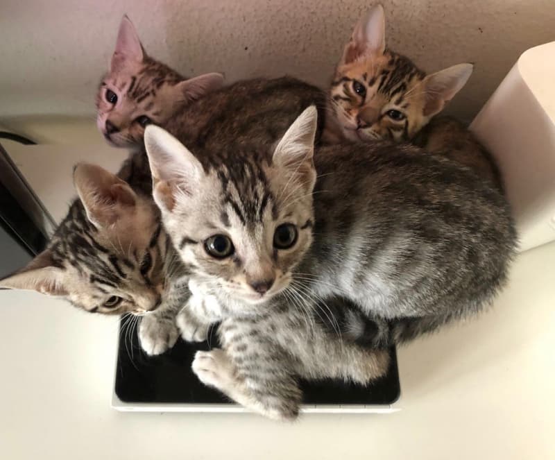 4 Bengalkitten weiblich, rosetted tabby