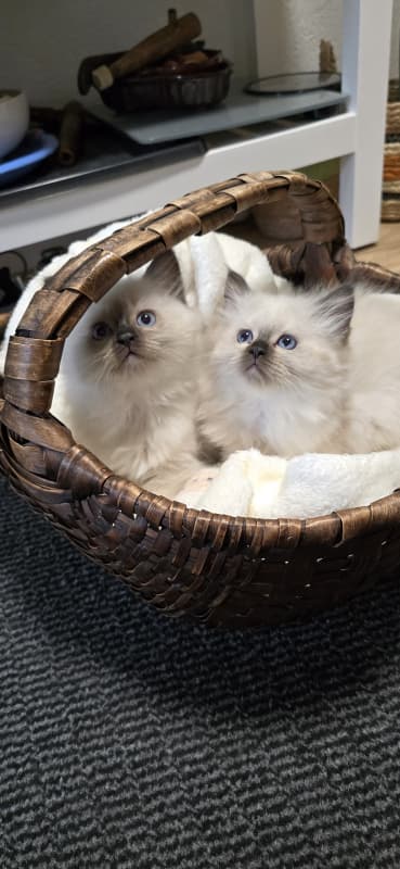 Heilige Birma Kitten