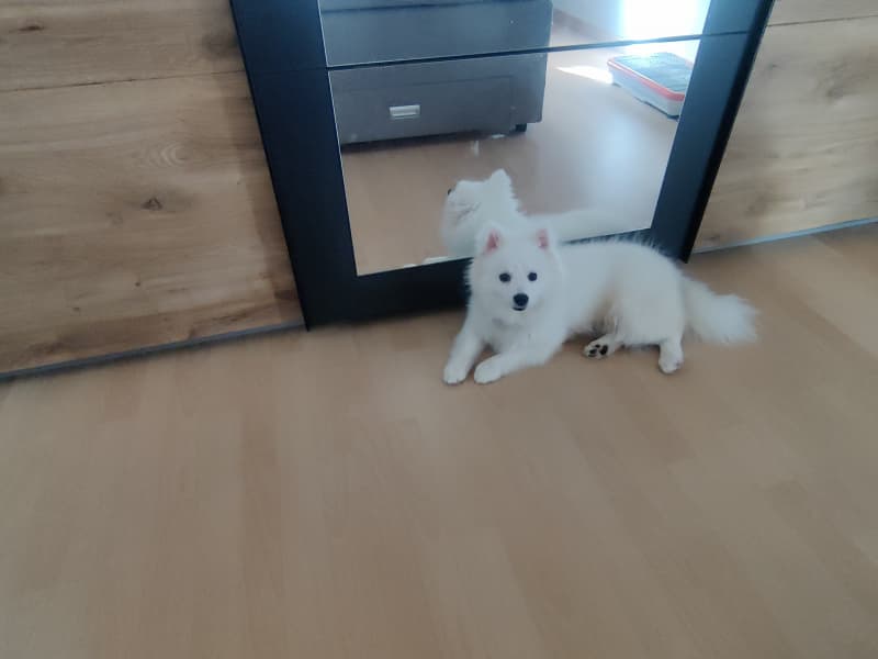 Der süße Bubi sucht nach einer erfahrenen Familie
