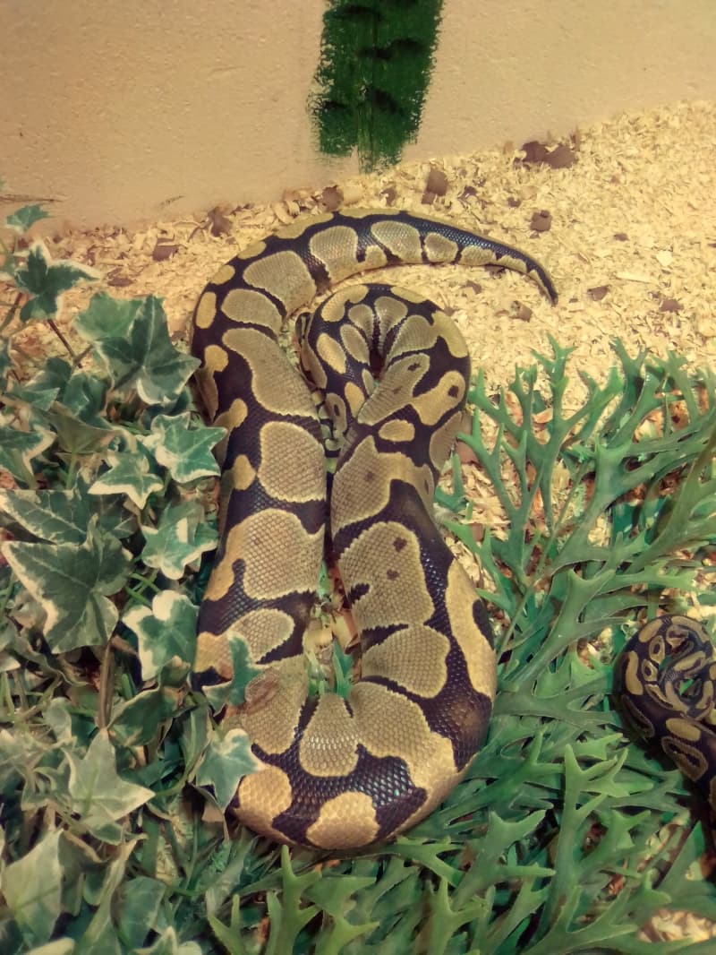 Diverse Königspythons zu verkaufen