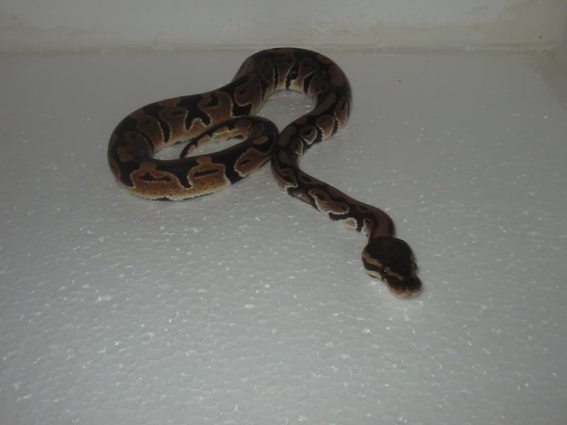 Diverse Königspythons zu verkaufen