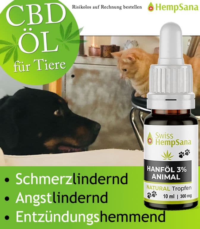 Wirkung von CBD beim Hunden und Katzen