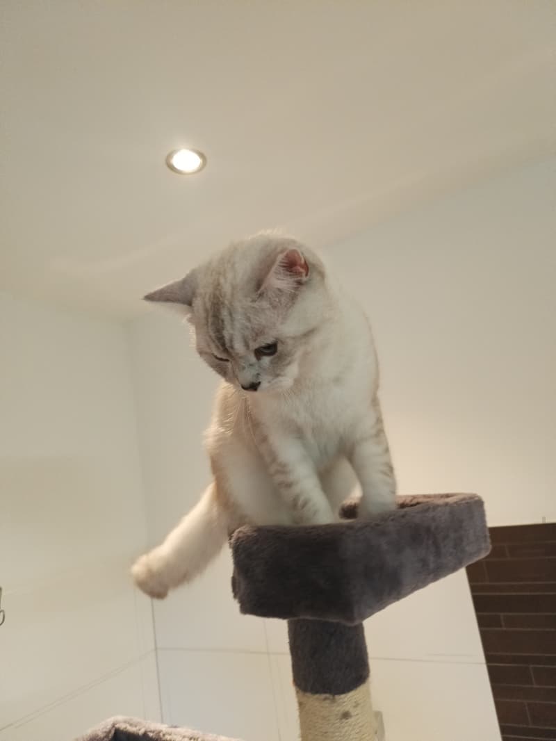 BKH Deckkater