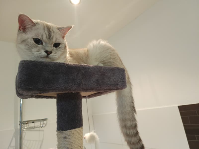 BKH Deckkater