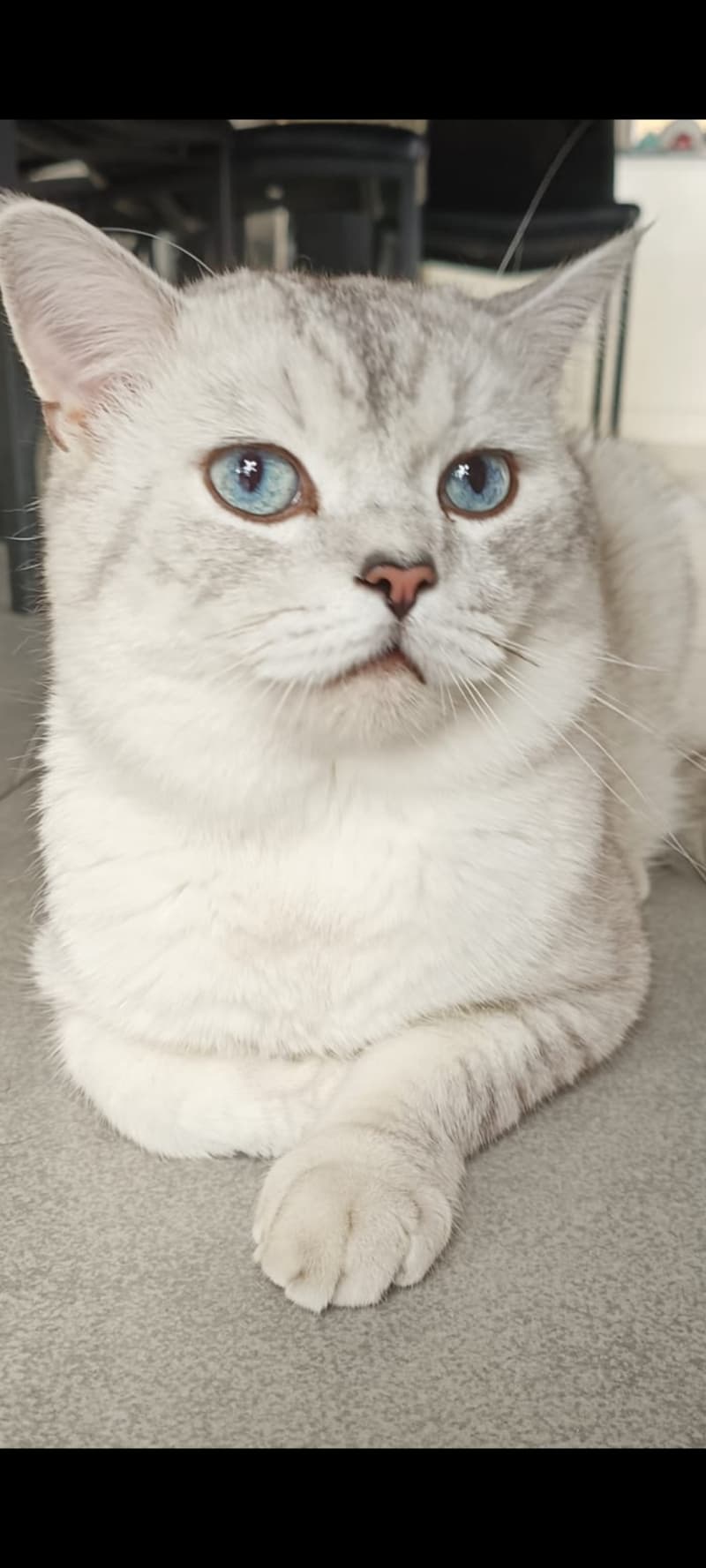 BKH Deckkater