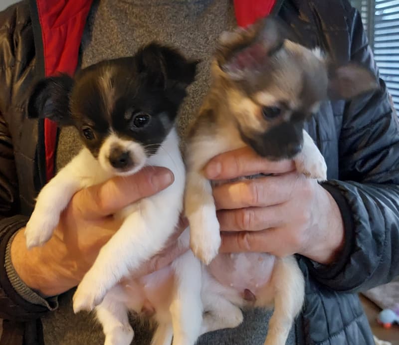 2 süsse Chihuahua Welpeli LH
