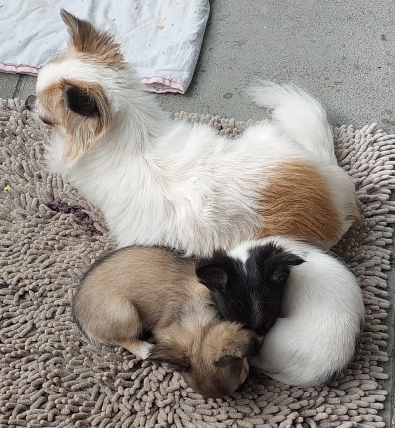 2 süsse Chihuahua Welpeli LH