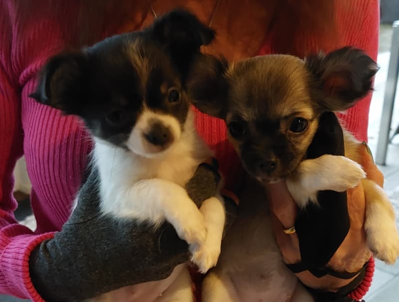 2 süsse Chihuahua Welpeli LH