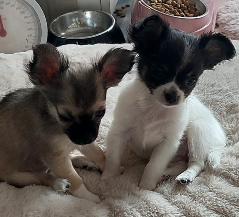 2 süsse Chihuahua Welpeli LH