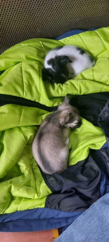 2 süsse Chihuahua Welpeli LH