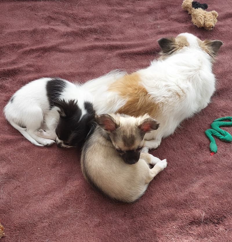 2 süsse Chihuahua Welpeli LH