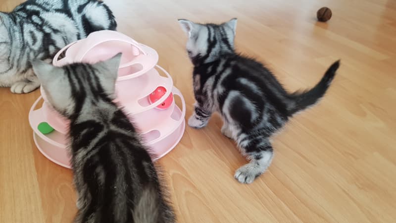 BKH - Kitten aus einer reinen BKH Rassenzucht