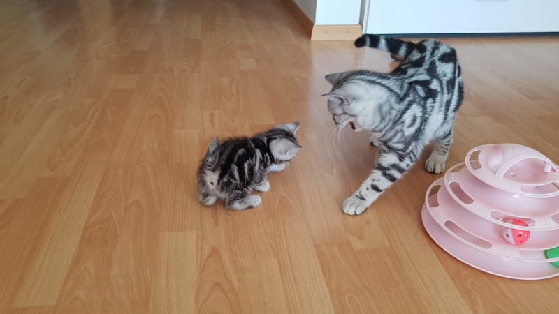 BKH - Kitten aus einer reinen BKH Rassenzucht