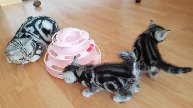 BKH - Kitten aus einer reinen BKH Rassenzucht