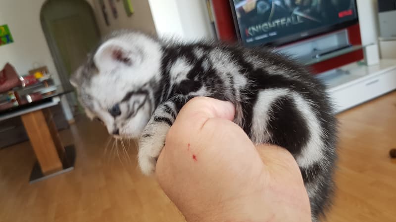 BKH - Kitten aus einer reinen BKH Rassenzucht