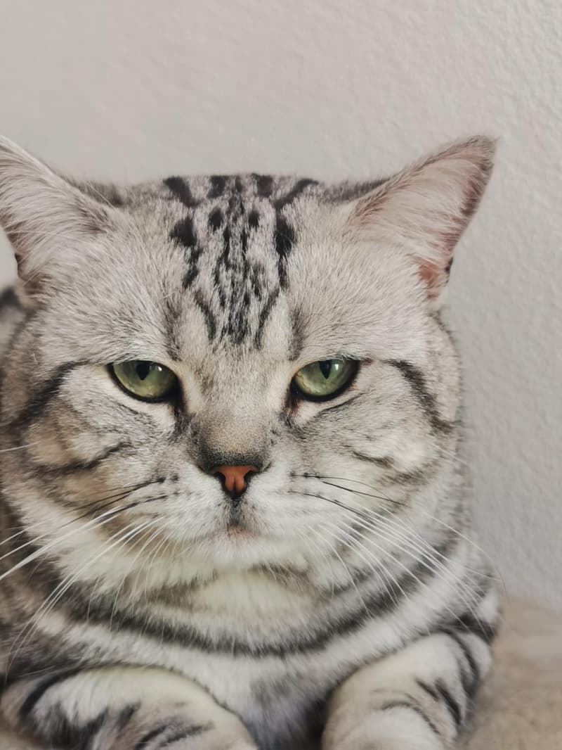 BKH - Kitten aus einer reinen BKH Rassenzucht