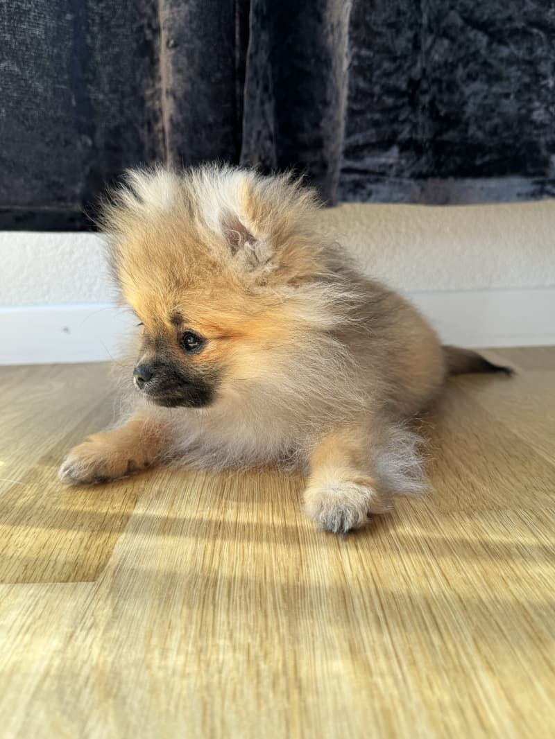 Pomeranian Welpe inkl. Startzubehör