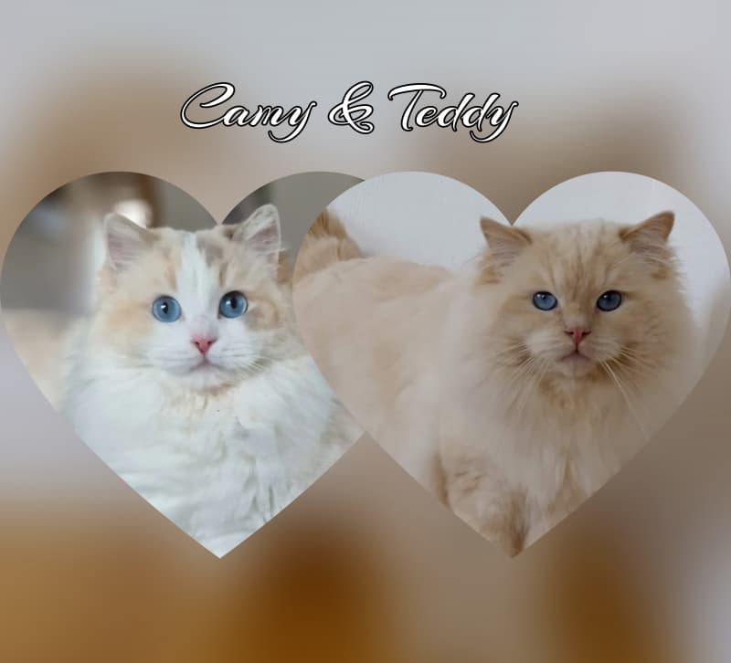 Wurfankündigung Ragdoll Kitten Region Basel