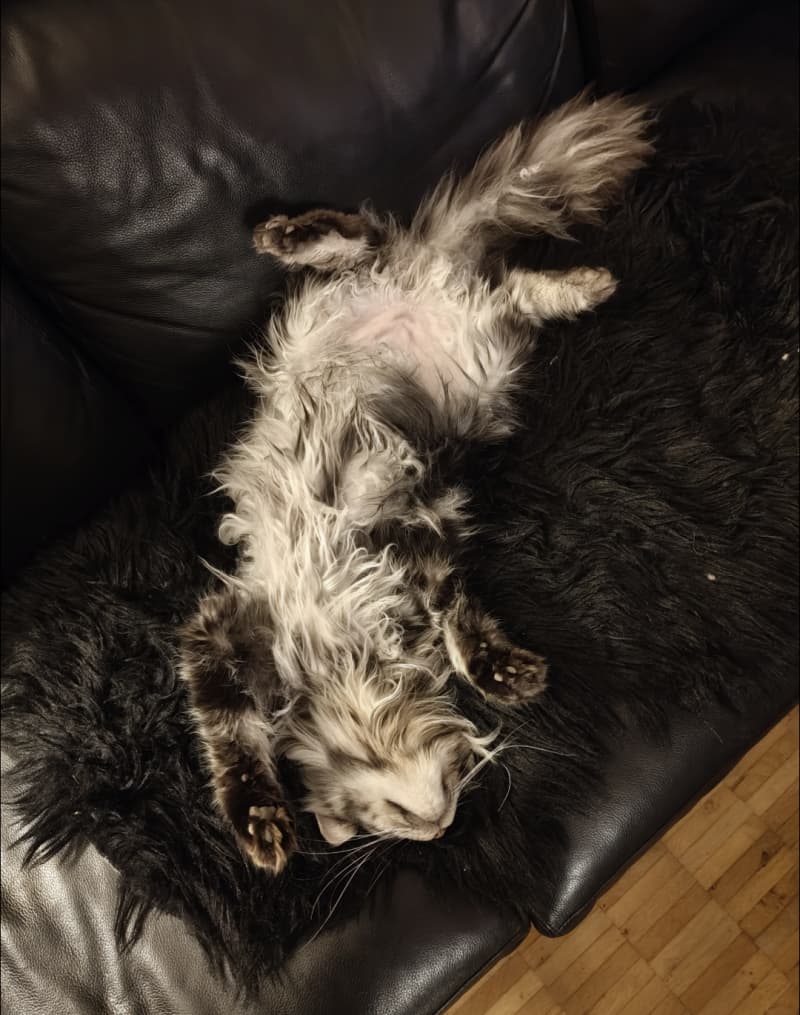 Deckkater Maine Coon