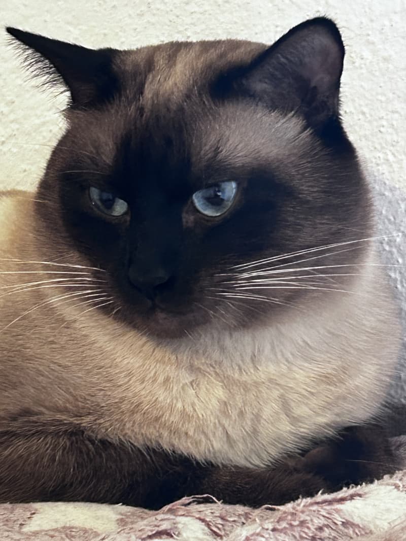 Deckkater Siam reinrassig
