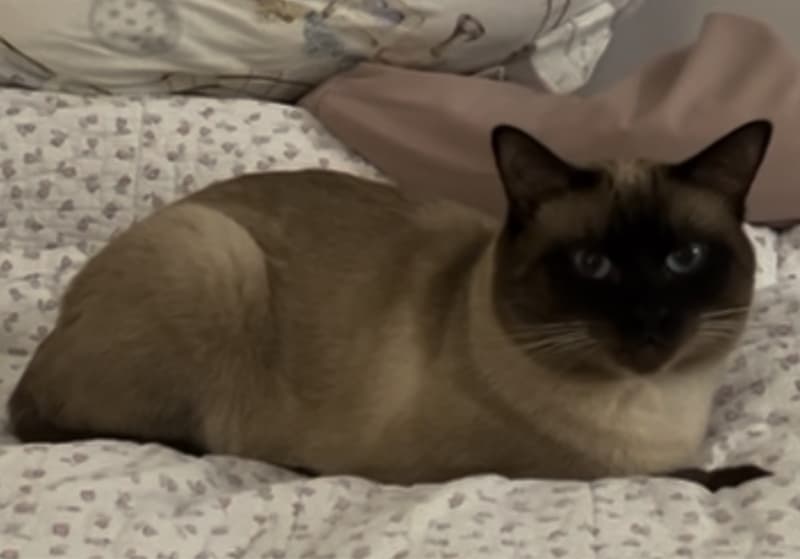 Deckkater Siam reinrassig
