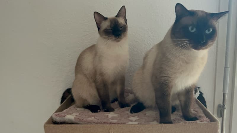 Deckkater Siam reinrassig