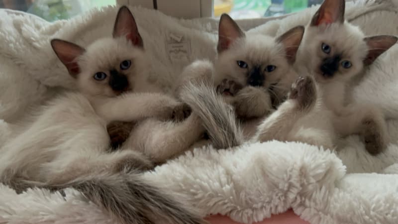 Deckkater Siam reinrassig