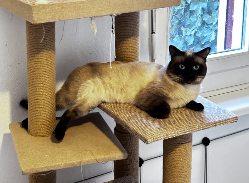 Deckkater Siam reinrassig