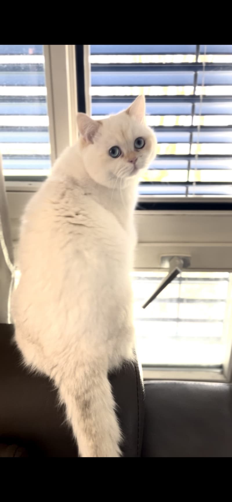 BKH Deckkater