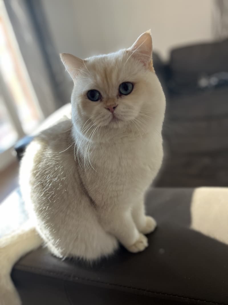 BKH Deckkater
