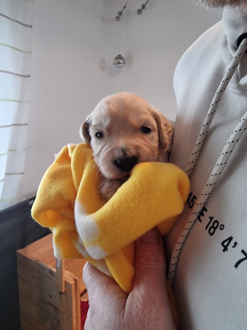 Wunderschöne Goldendoodle-Welpen