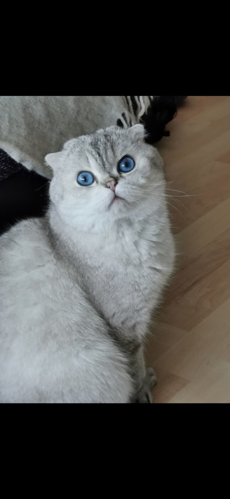 5 jährige scottish Fold kater, sucht neue zuhause