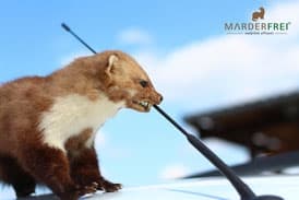 Dachs, Waschbär und Wildtiere. Abwehr und Schutz.