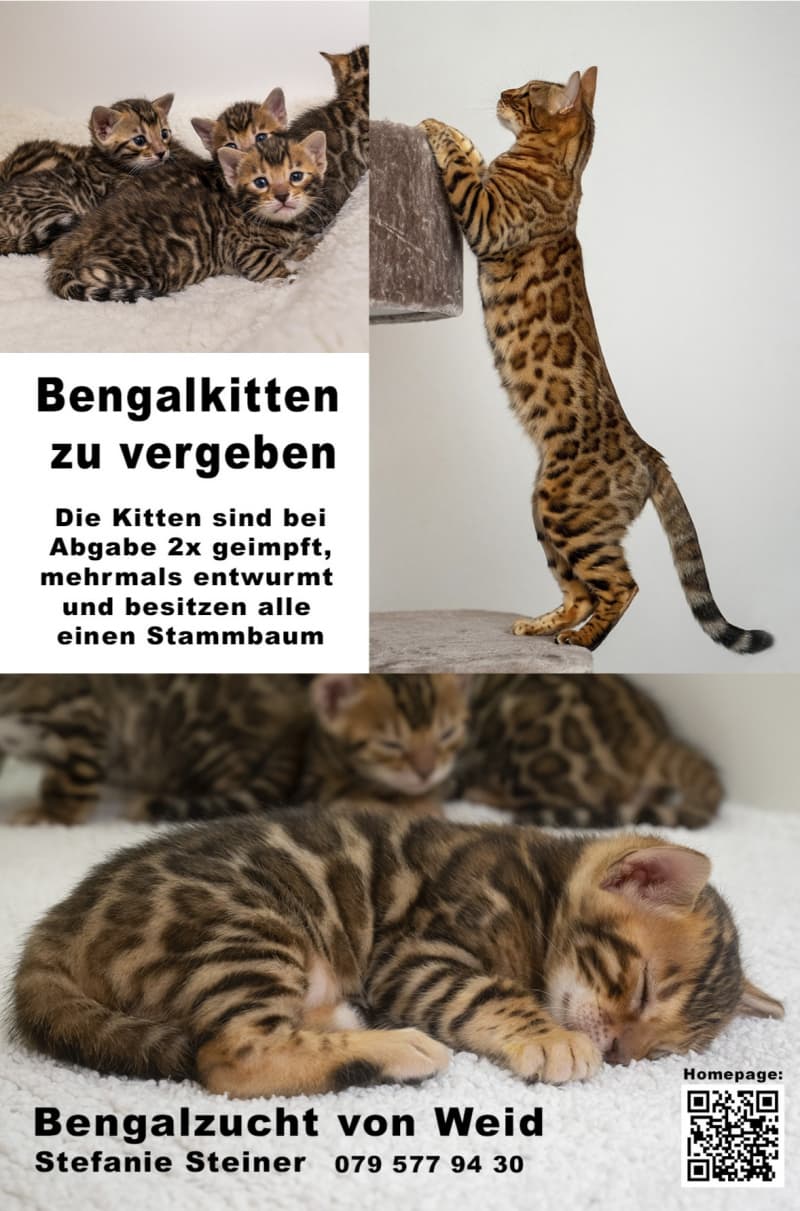Bengalkatzen zu vergeben