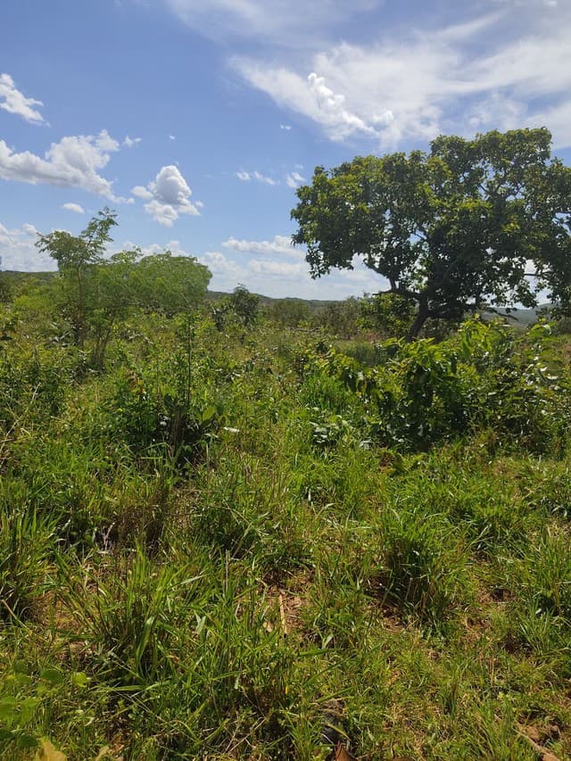 Brasilien 1'000 Ha Tiefpreis - Grundstück mit Rohstoffen in der N