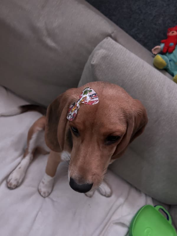 Junger beagel 5 Monate sucht ein neues Zuhause