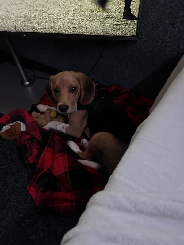 Junger beagel 5 Monate sucht ein neues Zuhause