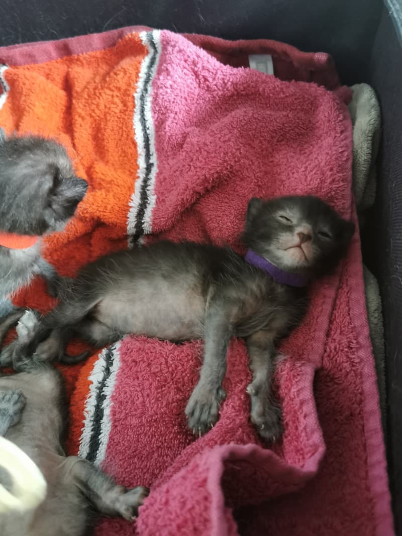 Lykoi kitten