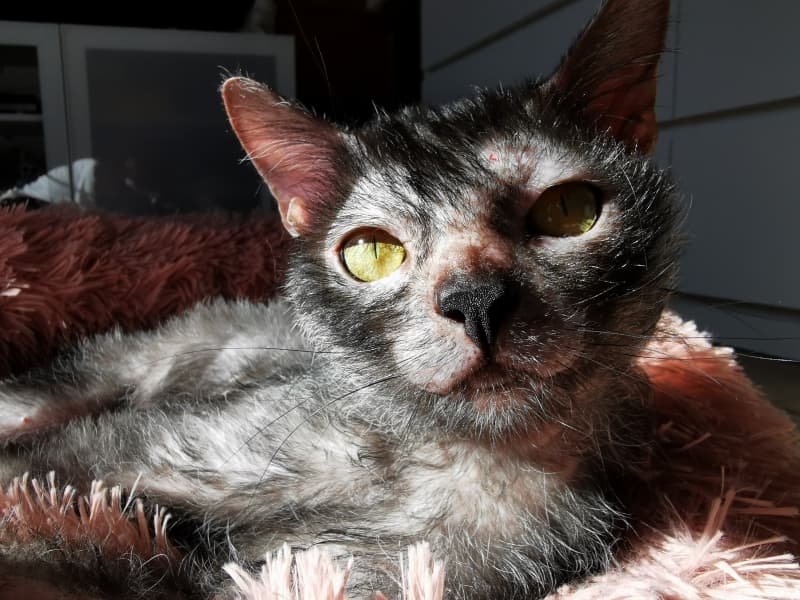 Lykoi kitten
